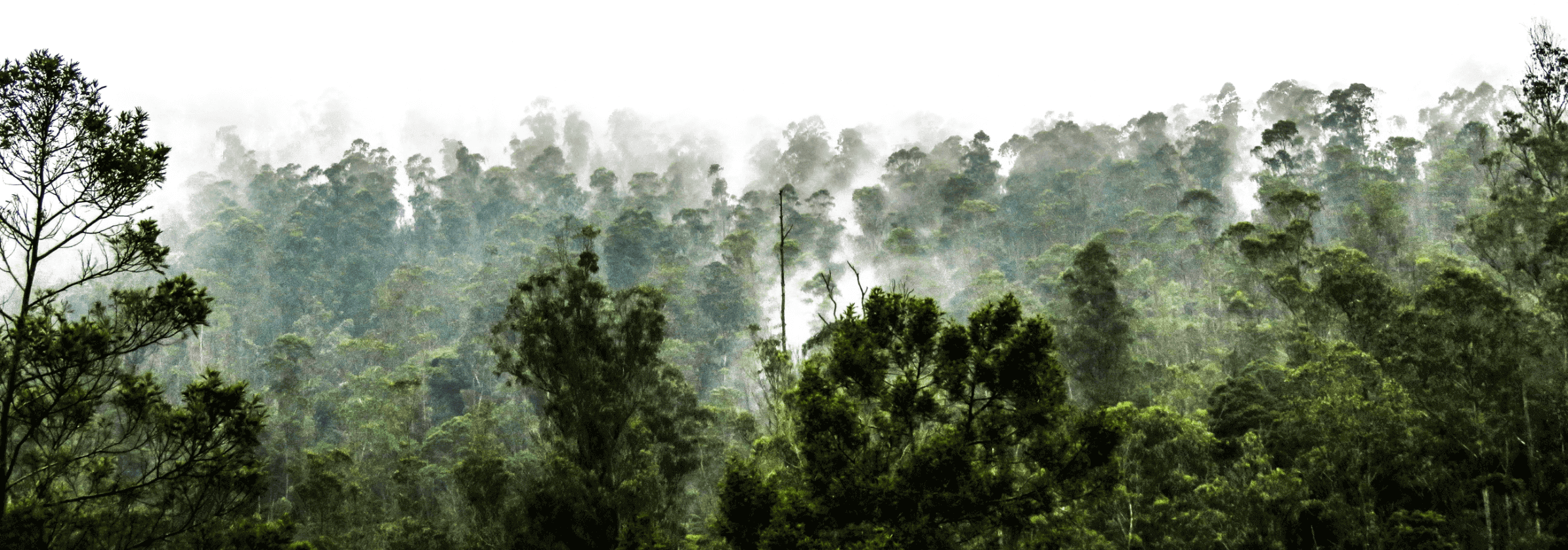 A foggy and humid rainforest